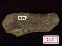 藏品(臺灣斑鹿碎角)的圖片